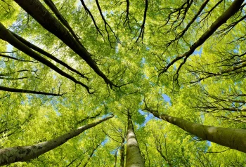 Beech_Tree_Forest_in_Early_Spring_from_below